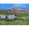 West of Ireland Sheep Achill Ireland Wild Athlantic Way Irish Hills