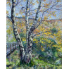 Strikingly Beautiful Silver Birch Tree with Autumny Bright Leaves