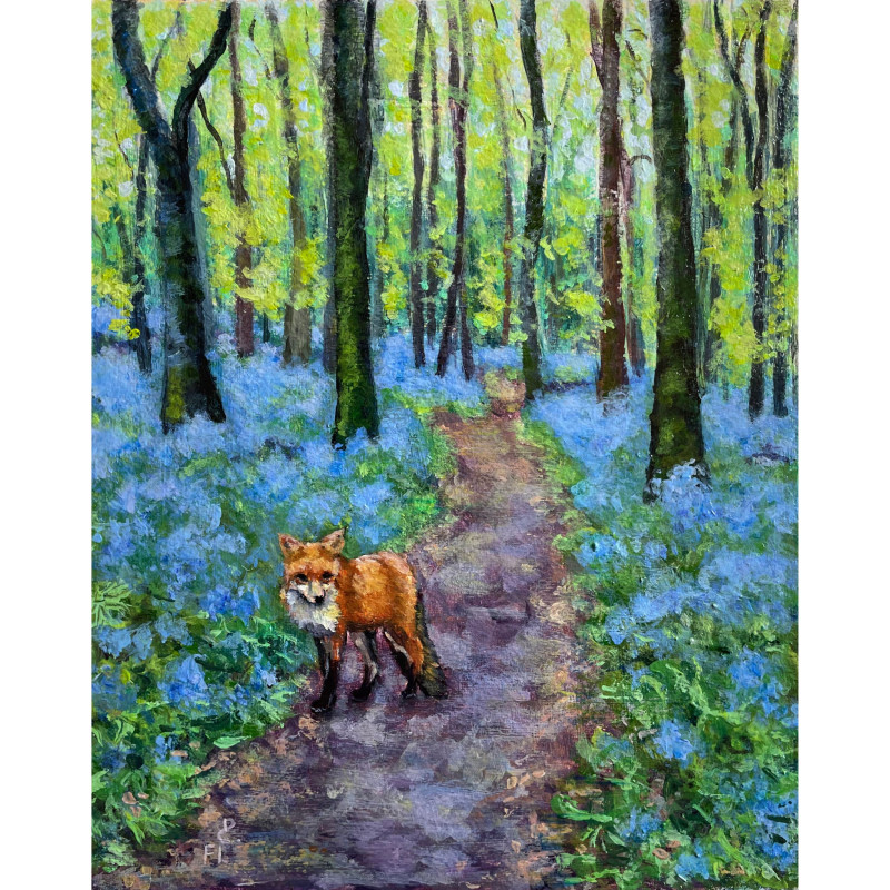 Spring Irish wood with bluebells and a ginger fox on the path