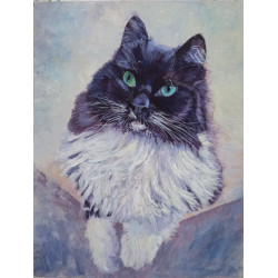 Black and white long haired cosy cat