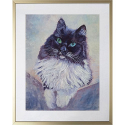 Large Long Haired Black and White With Striking Turquoise Eyes