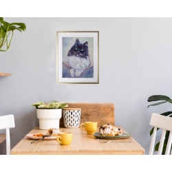 Large Long Haired Black and White With Striking Turquoise Eyes