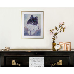 Large Long Haired Black and White With Striking Turquoise Eyes