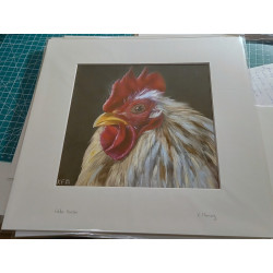 Fine Art Print of a Beautiful Light Colour Rooster