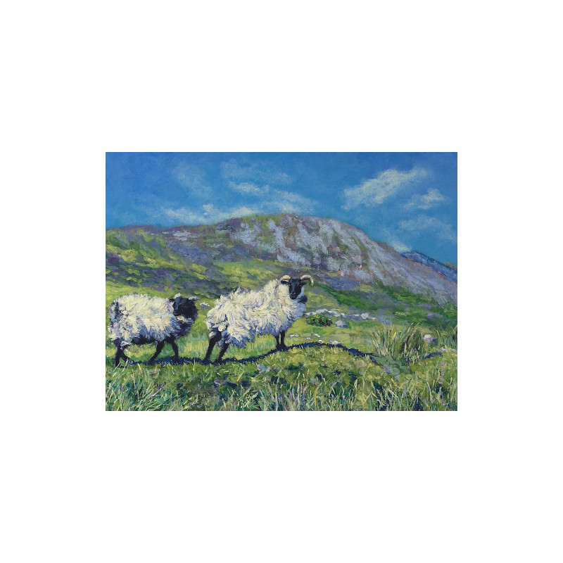 woolly Irish sheep on green hills