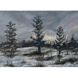 Forest with snow in the evening