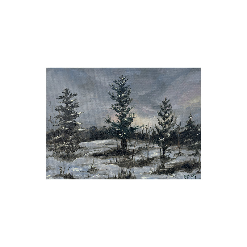 Forest with snow in the evening